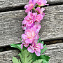 Delphinium rózsaszín 79 cm