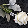 Fehér rózsa 65 cm
