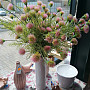 Búzavirág rózsaszín 56 cm